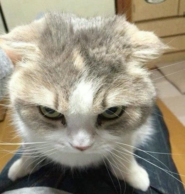 Tổng hợp 500 hình ảnh meme mèo cười bựa, tặng hoa cute 57 Hình meme mèo lườm