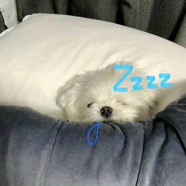 Gợi ý 898+ hình ảnh meme ngủ ngon cười ra nước mắt 15 Hình meme ngủ ngon cute