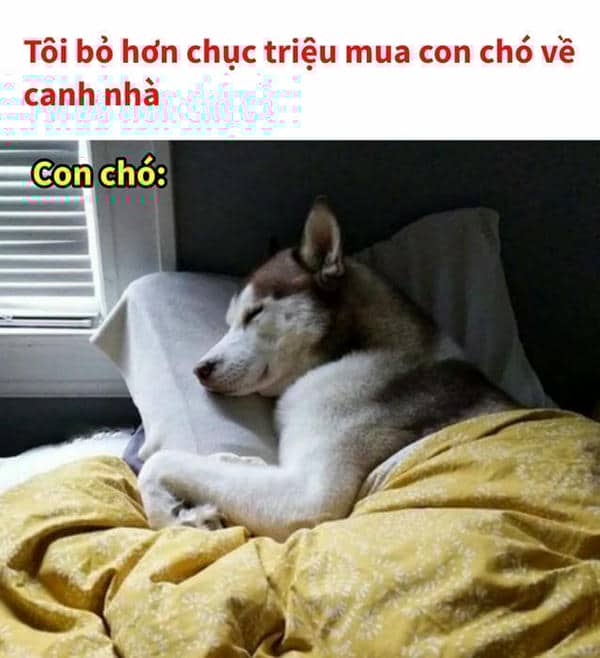 Gợi ý 898+ hình ảnh meme ngủ ngon cười ra nước mắt 18 Hình meme ngủ ngon hài