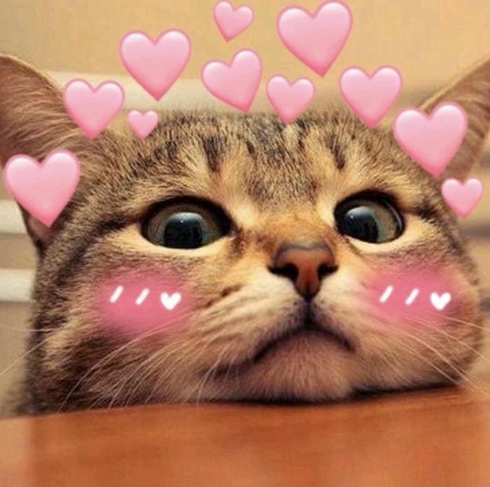 Tổng hợp 500 hình ảnh meme mèo cười bựa, tặng hoa cute 63 Hình mèo dễ thương meme