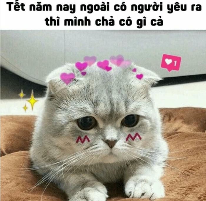 Tổng hợp 500 hình ảnh meme mèo cười bựa, tặng hoa cute 66 Hình mèo meme vô tri siêu dễ thương