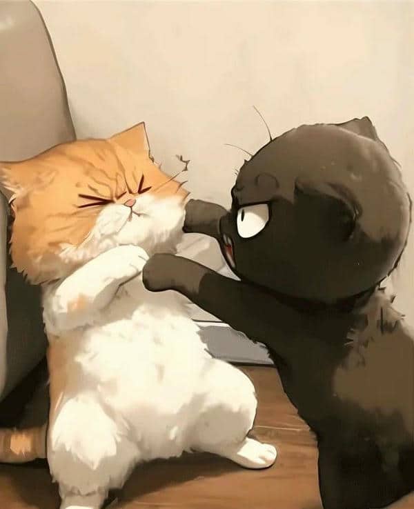 Meme ảnh mèo đánh nhau