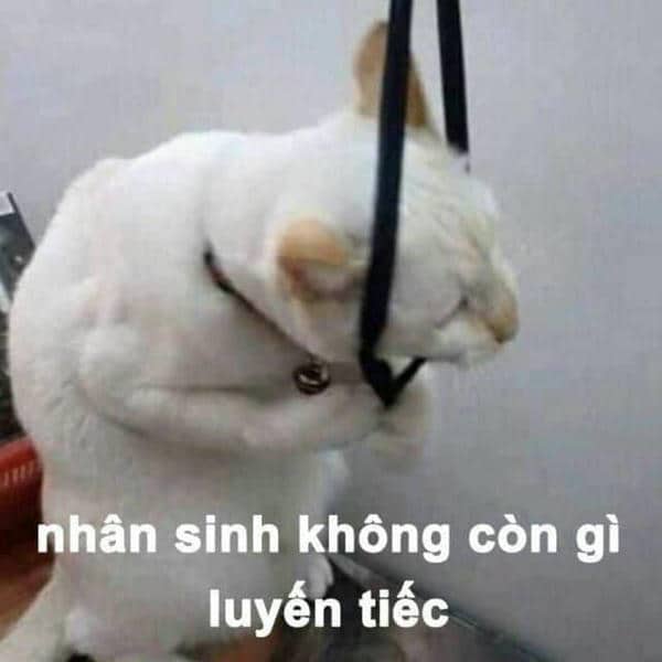 Meme bất lực mèo