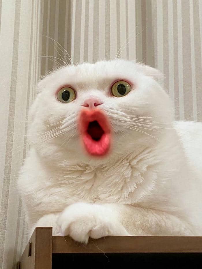 Tải miễn phí 500+ hình ảnh meme bất ngờ siêu bẩn bựa 26 Meme bất ngờ không