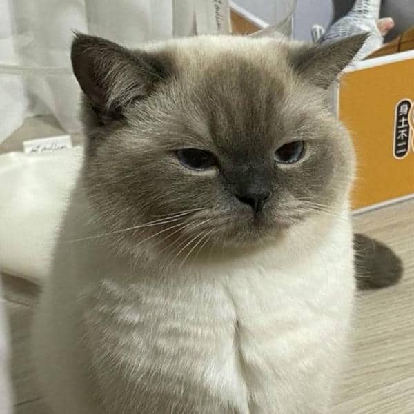 Bộ sưu tập 99+ hình ảnh meme bất lực hài hước, sáng tạo 27 Meme cạn lời bất lực