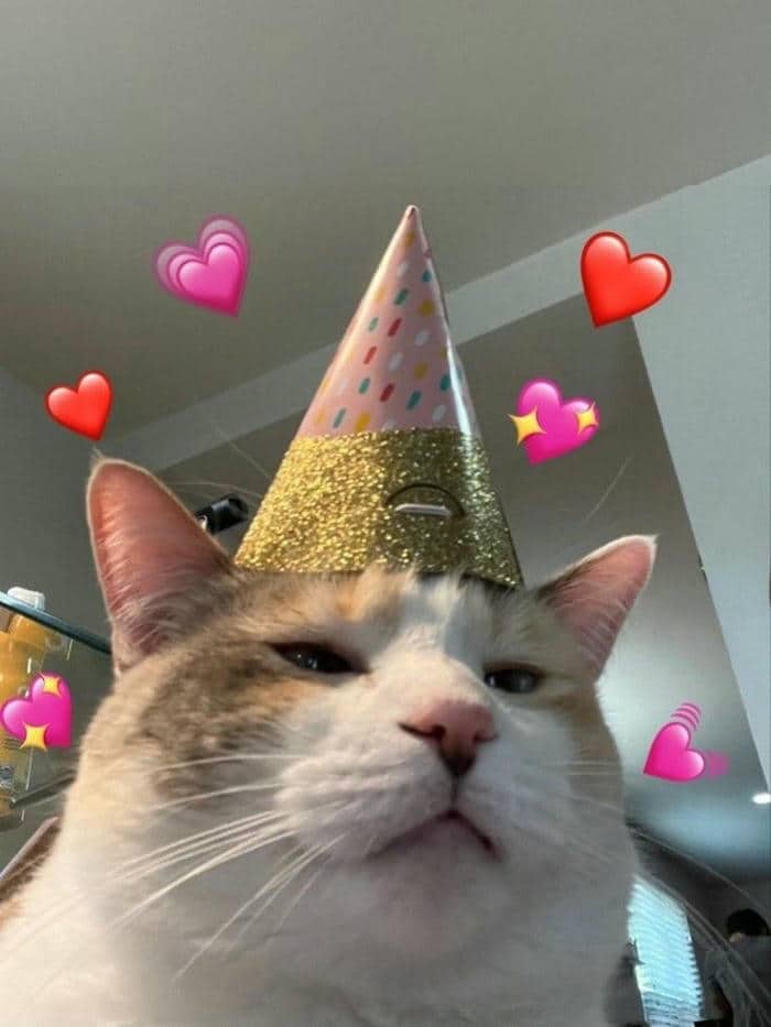 Gợi ý 989+ hình ảnh happy birthday meme siêu hài bựa 23 Meme cat happy birthday đáng yêu