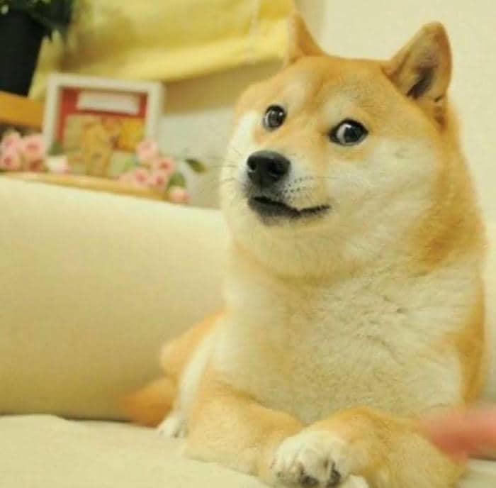 Tải miễn phí 500+ hình ảnh meme bất ngờ siêu bẩn bựa 32 Meme chó bất ngờ
