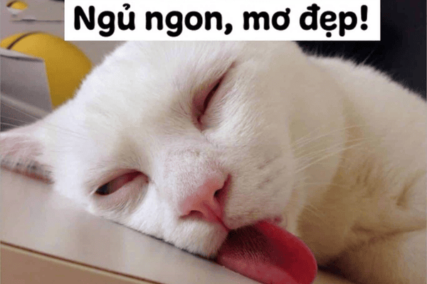 Meme chúc ngủ ngon bựa