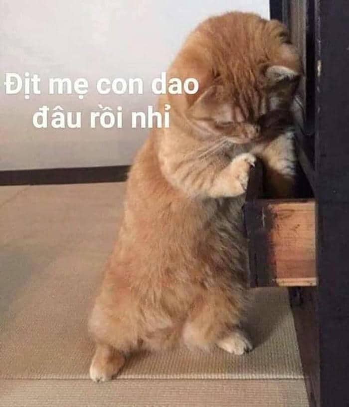 Meme chửi con mèo