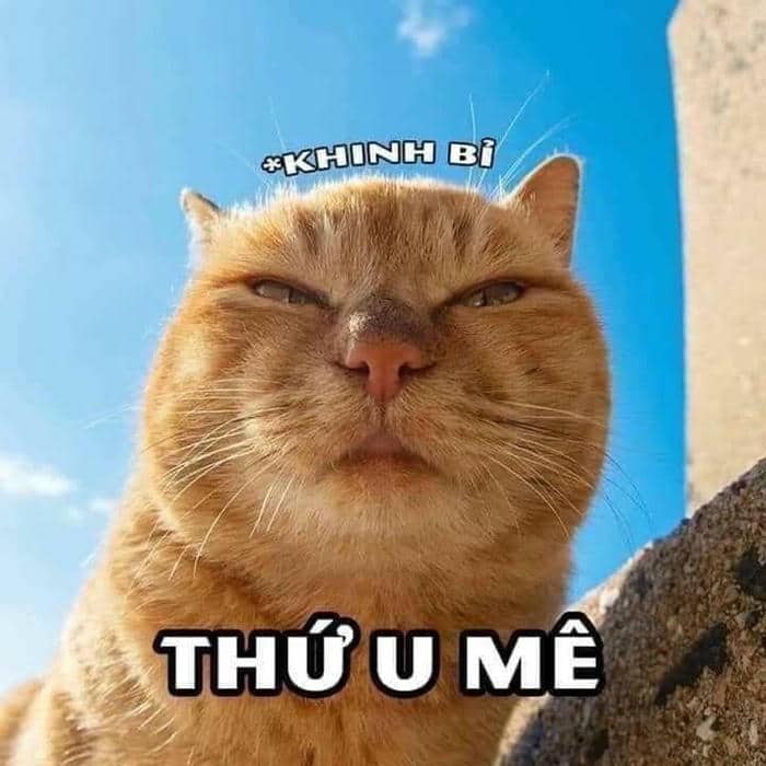 Meme chửi mèo