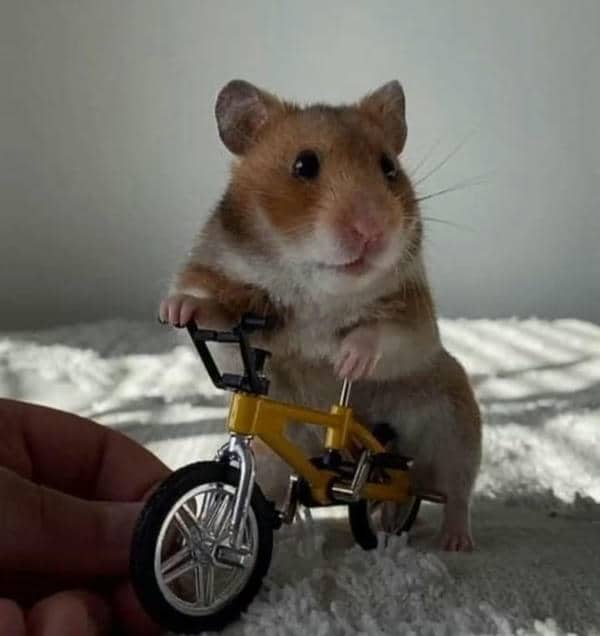 Meme chuột hamster chạy xe