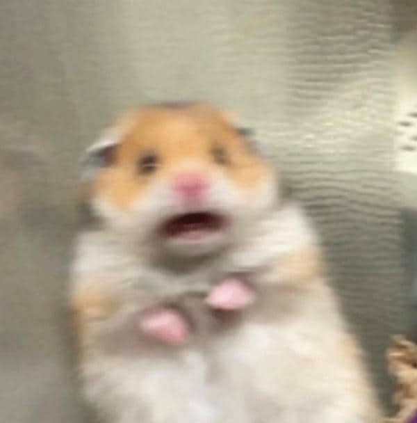 Bộ sưu tập 99+ Hamster meme siêu hài hước, cực đáng yêu 32 Meme chuột hamster hài