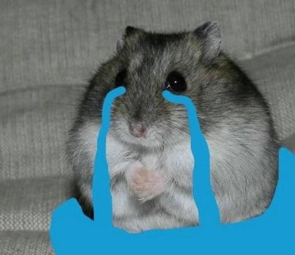 Meme chuột hamster khóc