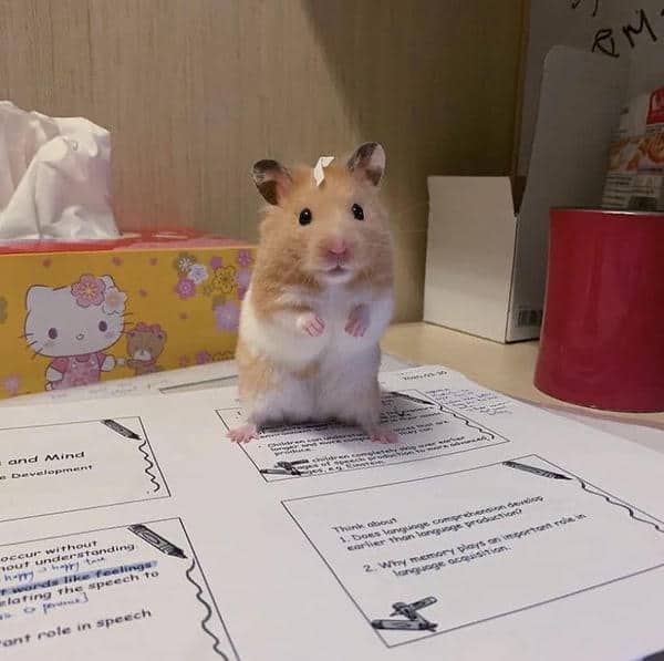 Meme chuột hamster say hi