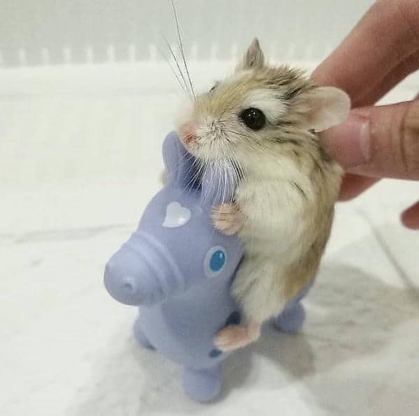 Bộ sưu tập 99+ Hamster meme siêu hài hước, cực đáng yêu 35 Meme chuột hamster