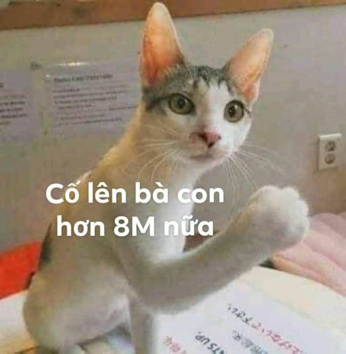 Tổng hợp 958+ mẫu meme cố lên siêu hài hước, thú vị 29 Meme cố lên mèo