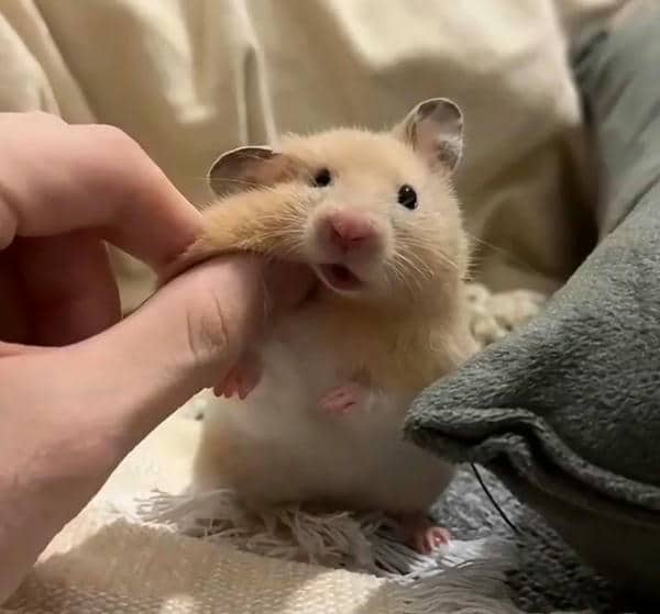 Bộ sưu tập 99+ Hamster meme siêu hài hước, cực đáng yêu