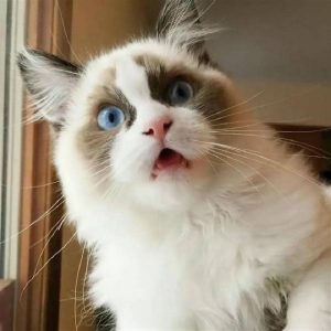 Tải miễn phí 500+ hình ảnh meme bất ngờ siêu bẩn bựa