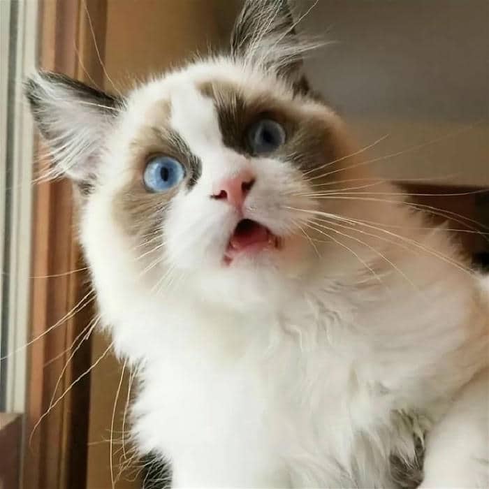 Tải miễn phí 500+ hình ảnh meme bất ngờ siêu bẩn bựa