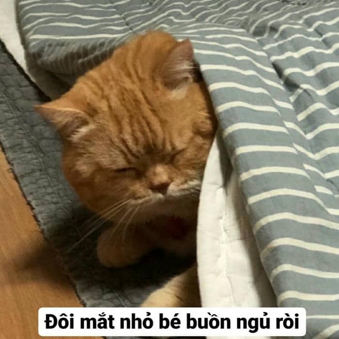 Meme con mèo buồn ngủ cute