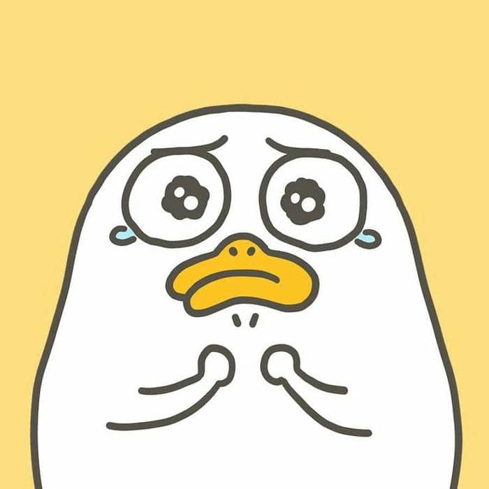 Meme con vịt cute