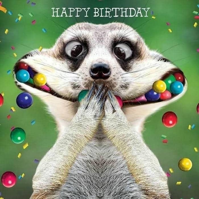 Gợi ý 989+ hình ảnh happy birthday meme siêu hài bựa 25 Meme funny happy birthday cute
