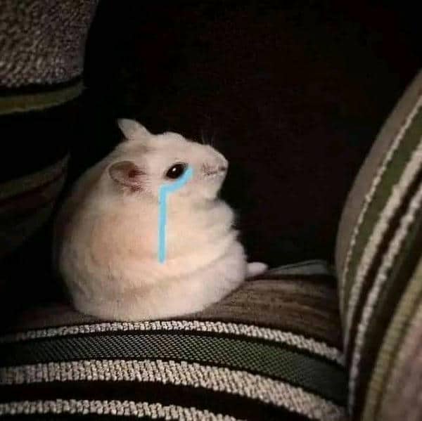 Bộ sưu tập 99+ Hamster meme siêu hài hước, cực đáng yêu 38 Meme hamster sad