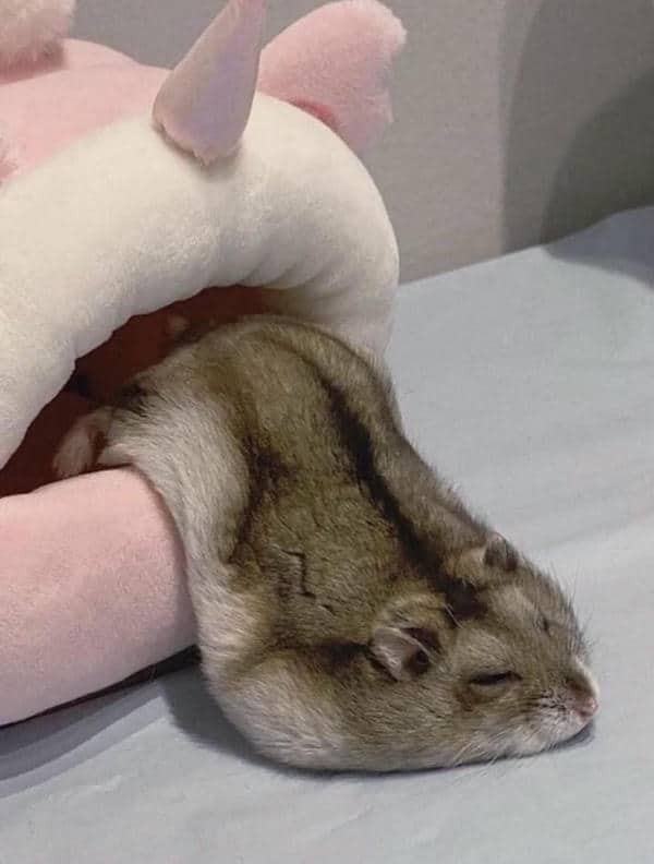 Meme hình ảnh chuột hamster cute