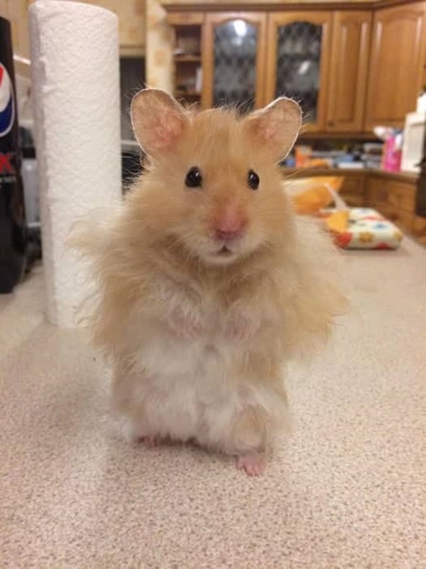 Meme hình ảnh chuột hamster hài hước