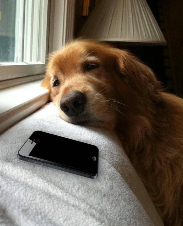 Tải ngay loạt ảnh meme mệt mỏi buồn cười & hài hước 20 Meme hình ảnh con chó mệt mỏi