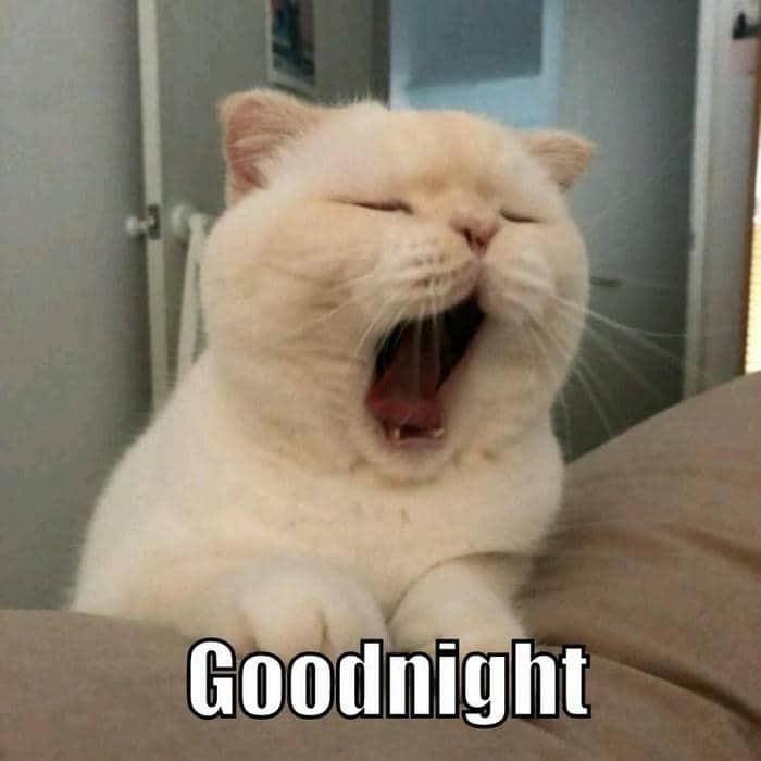 Meme hình ảnh con mèo buồn ngủ cute