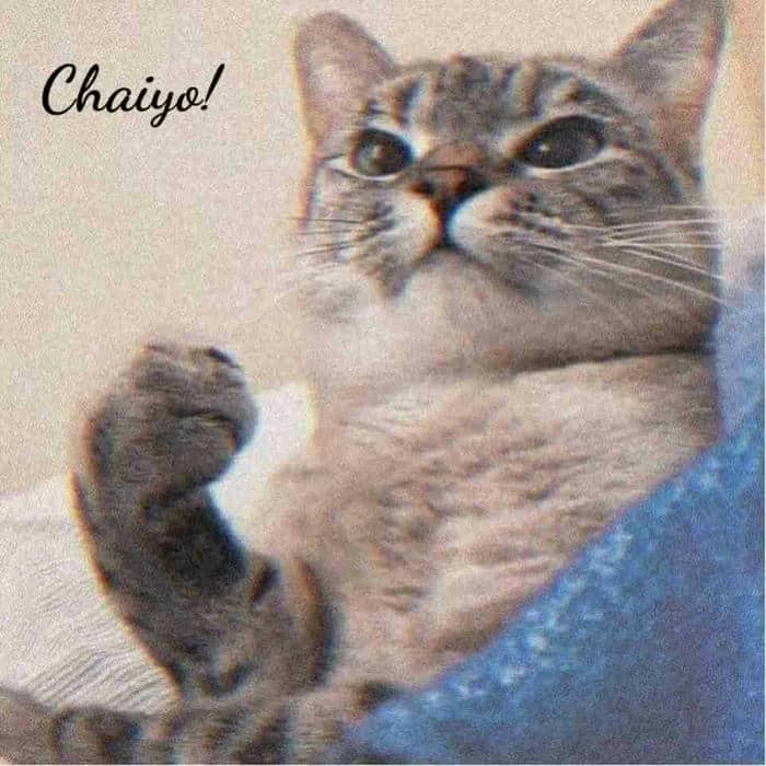 Tổng hợp 958+ mẫu meme cố lên siêu hài hước, thú vị 35 Meme hình ảnh mèo cố lên