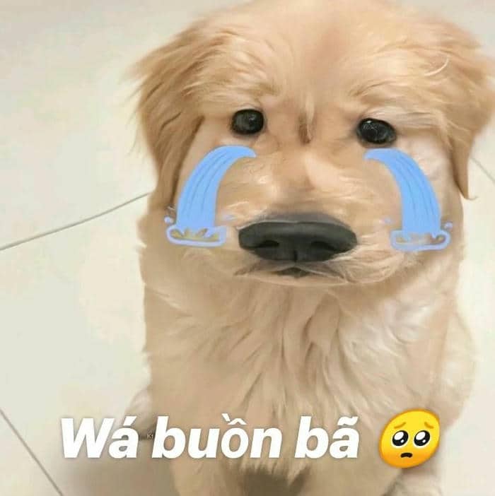 Meme hình chó khóc