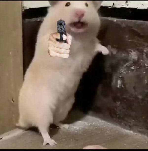 Meme hình chuột hamster hài