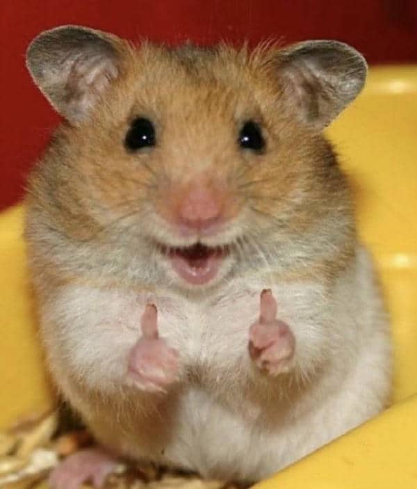 Meme hình chuột hamster say hi