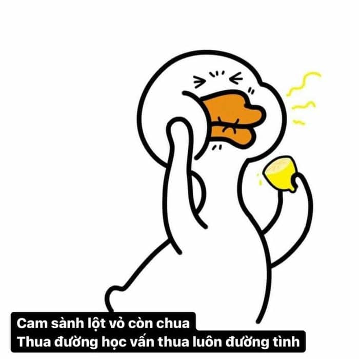 Bộ sưu tập 98+ ảnh vịt meme siêu bựa, hài hước 29 Meme hình con vịt hài hước