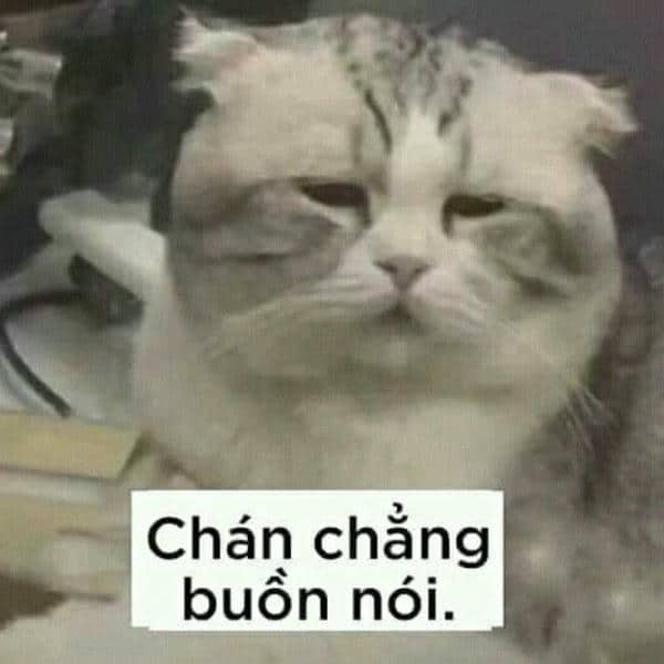 Meme mèo bất lực