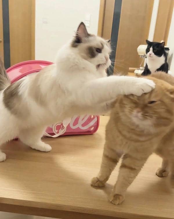 Khám phá 99+ hình ảnh meme đánh độc đáo hài hước
