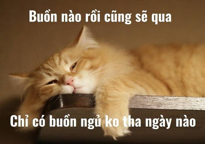 Meme mèo buồn ngủ
