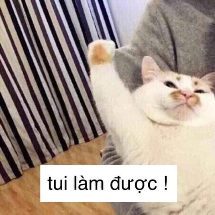 Tổng hợp 958+ mẫu meme cố lên siêu hài hước, thú vị 37 Meme mèo cố lên