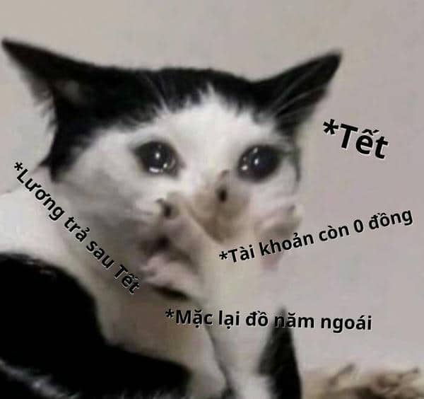 Meme mèo hết tiền