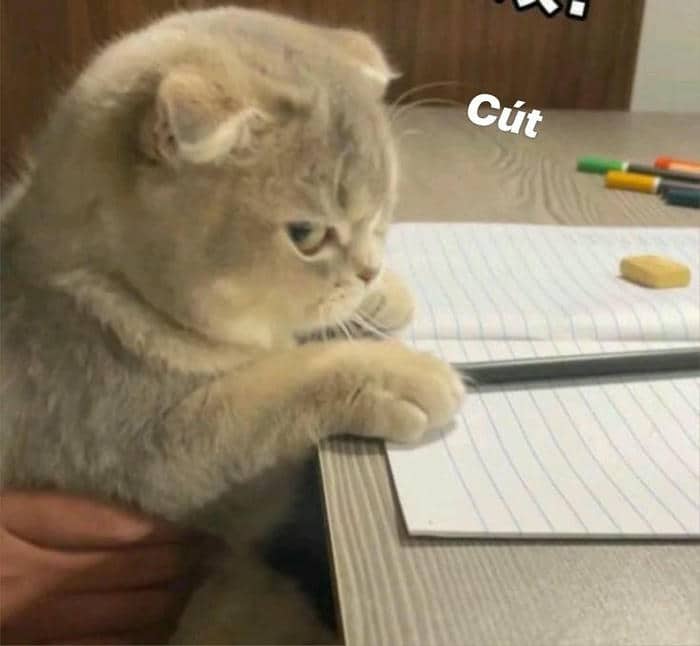 Bộ sưu tập 99+ ảnh meme liếc mắt siêu bẩn bựa nổi tiếng 38 Meme mèo liếc