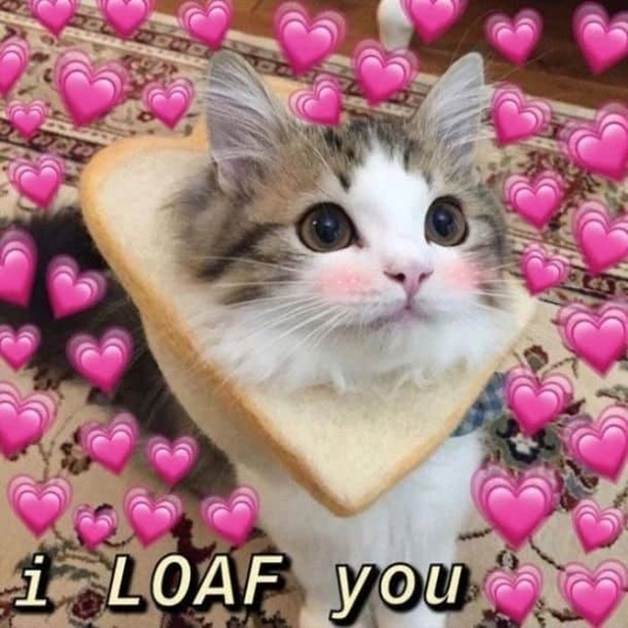 Meme mèo yêu