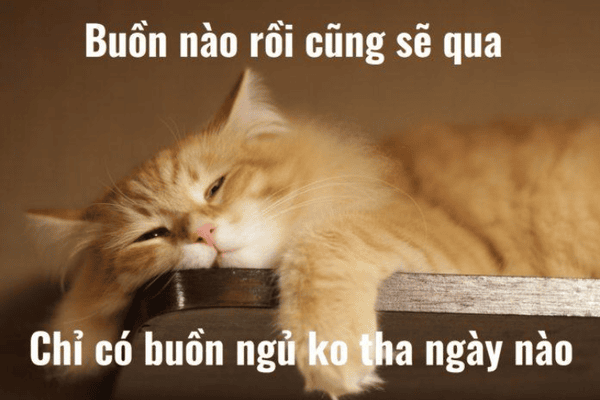Gợi ý 898+ hình ảnh meme ngủ ngon cười ra nước mắt 35 Meme ngủ ngon mèo