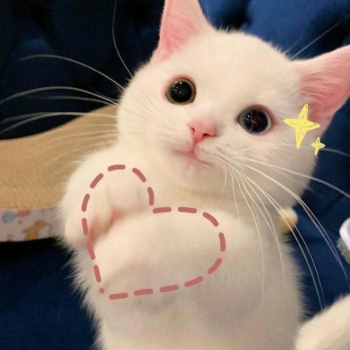 Meme tình yêu cute