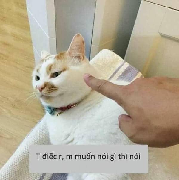 Mèo bất lực meme