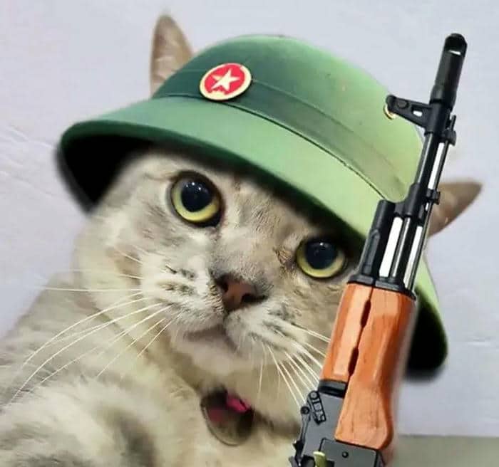 Tuyển tập 98+ hình ảnh meme cầm súng hài hước, đáng yêu 39 Mèo cầm súng meme