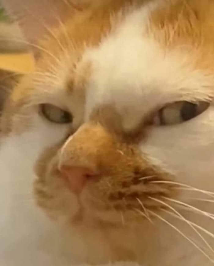 Bộ sưu tập 99+ ảnh meme liếc mắt siêu bẩn bựa nổi tiếng 39 Mèo liếc meme