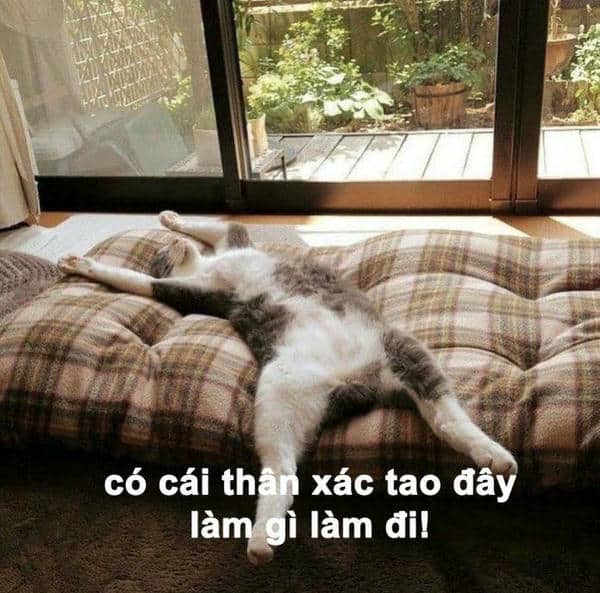 Bộ sưu tập 99+ hình ảnh meme bất lực hài hước, sáng tạo 39 Mèo meme bất lực