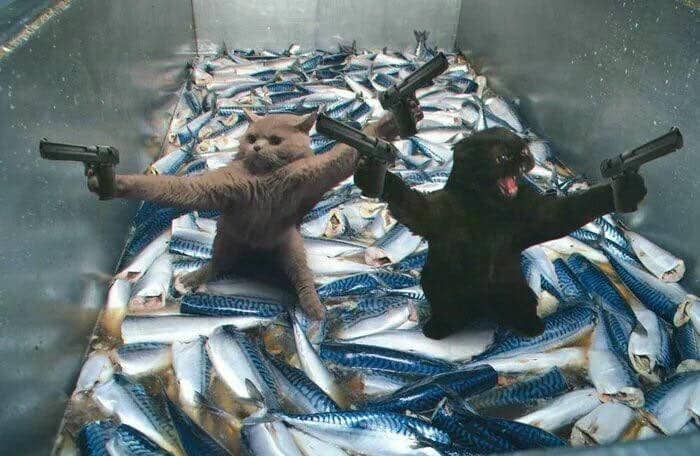 Tuyển tập 98+ hình ảnh meme cầm súng hài hước, đáng yêu 40 Mèo meme cầm súng